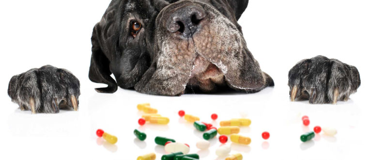 ТОП витаминов для собак